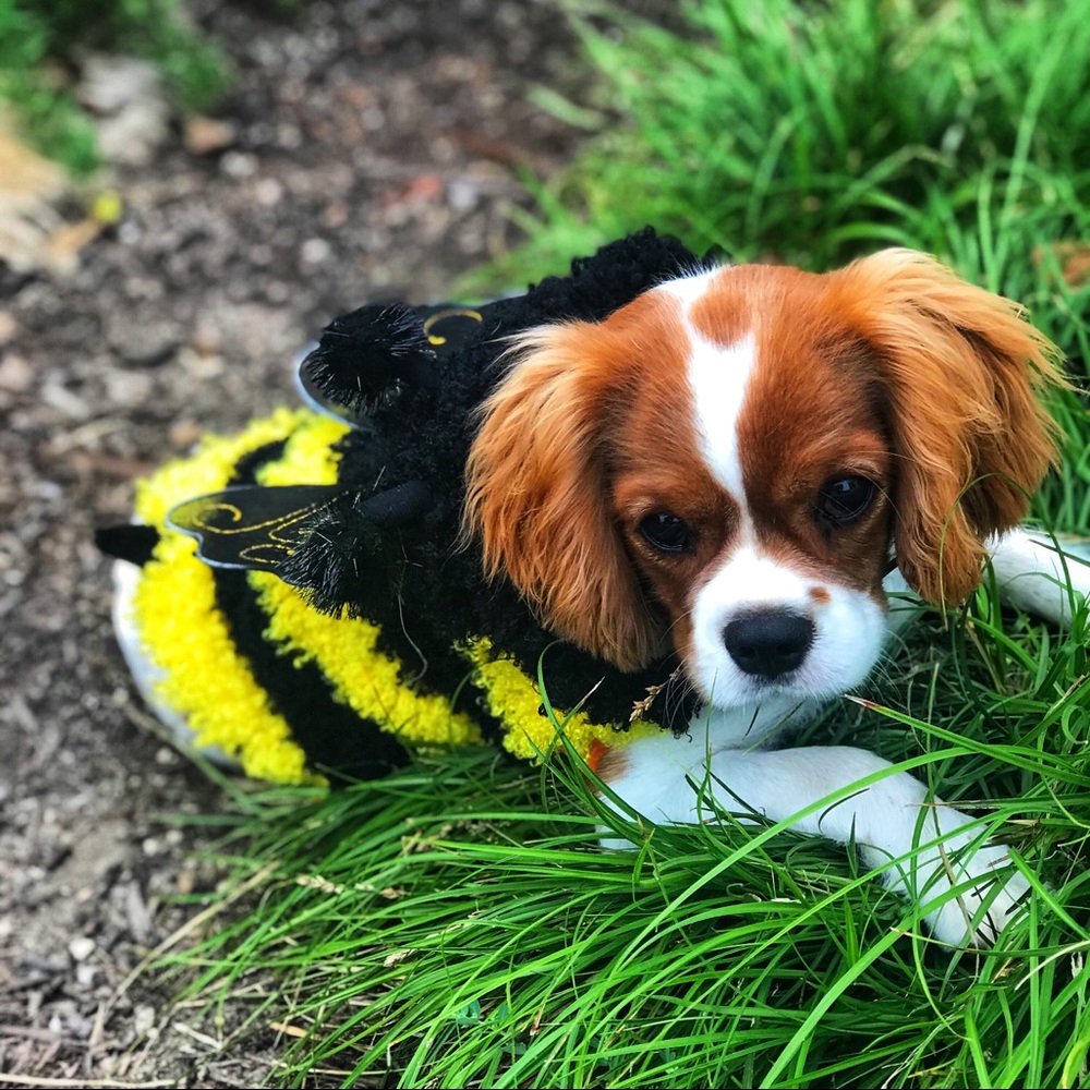 🌴5/$20‼️NWT | Top Paw | Bumble Bee Dog Costume | Small